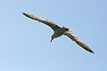 Seagull11